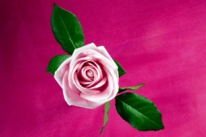 Cool Pink Rose9524519990 300x200 - Cool Pink Rose - Spring, Rose, Pink, Cool